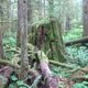 Illustration for article titled Earthquake on Vancouver Island